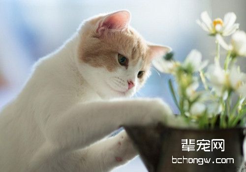 如何有效的治疗猫癣