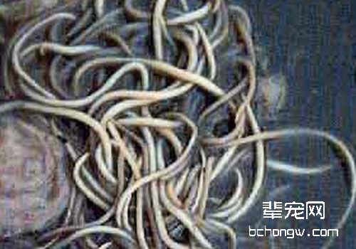猫咪感染蛔虫的常识