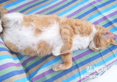 猫咪的助产方法