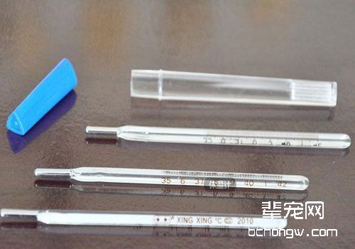 怎样给猫咪量体温和测脉搏