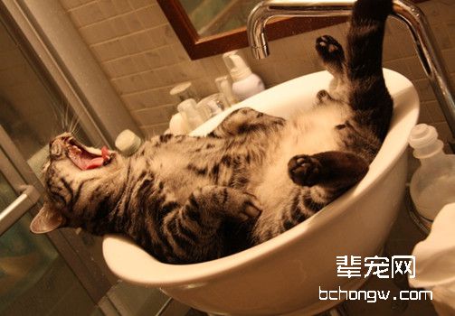 猫瘟会传染给人吗？