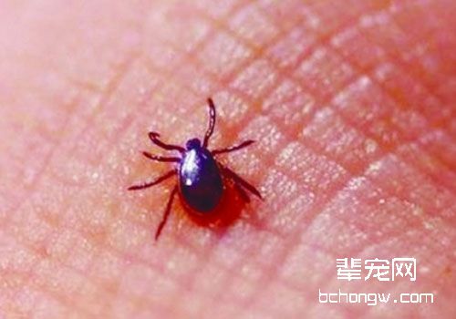 猫咪莱姆病的症状及防治