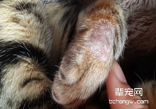 如何从皮肤和毛色中发现猫咪的异常