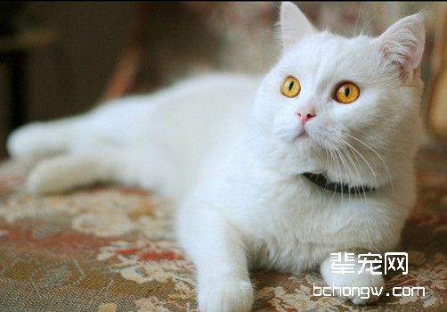 造成猫咪粉刺的原因有哪些？该如何治疗？