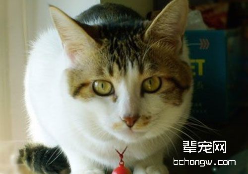 猫的泛白细胞减少症