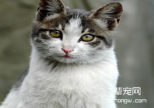 如何发现猫咪的异常状况？