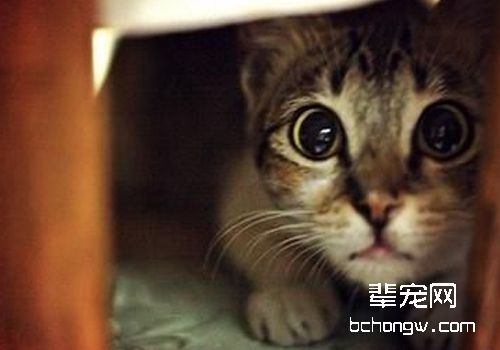 猫伪狂犬病的症状及防治