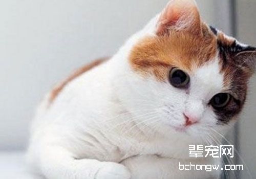用特殊检查诊断猫咪的呼吸系统疾病