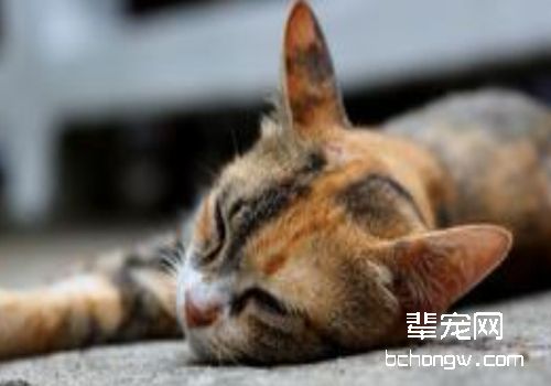 猫身体检查的方法