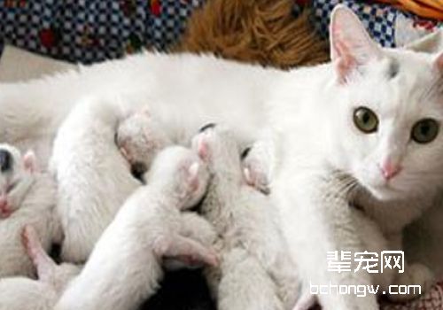 母猫的产后护理