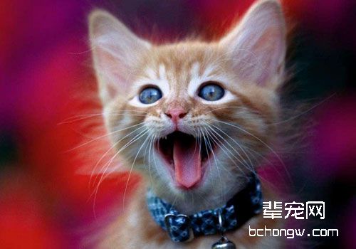 猫咪会甲状腺机能亢进吗？