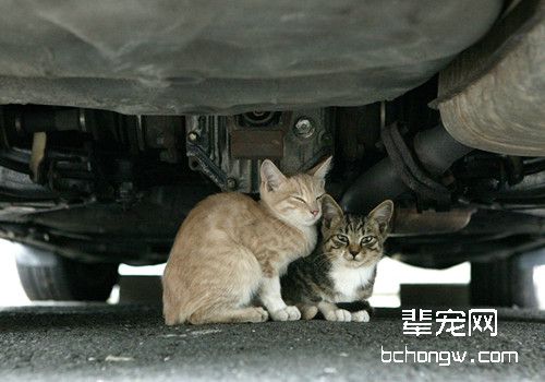 如何接近受伤的猫并进行急救？
