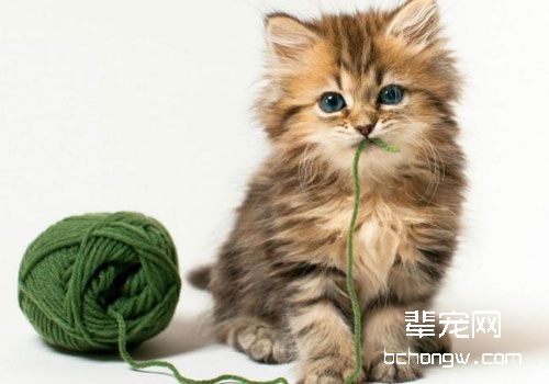 猫咪胃不舒服怎么办？