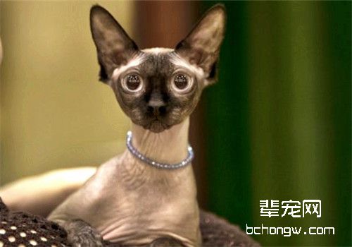 猫咪的绝症——猫传染性腹膜炎