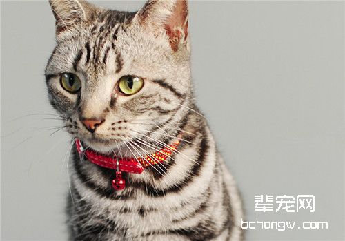 猫咪的除蚤项圈好用吗？