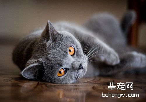 了解猫咪的急救小知识