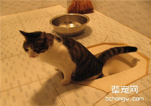 猫咪排尿困难是怎么了？