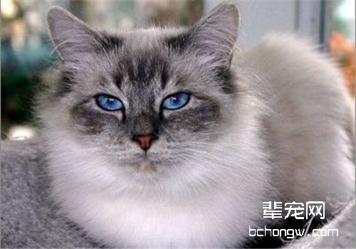 猫咪呕吐一定是因为生病吗？