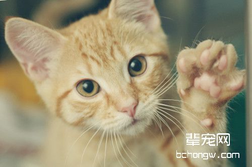 猫咪拉稀不吃饭怎么办？