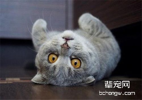 猫咪绝育后会发生哪些问题？