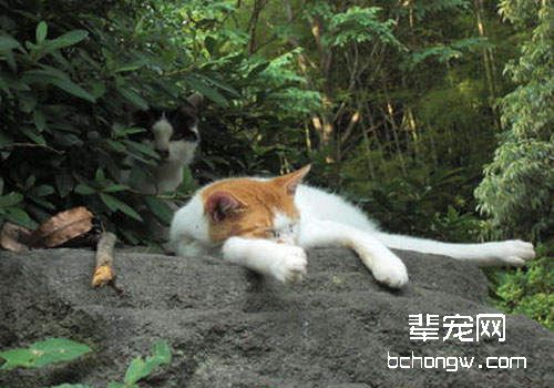 猫咪为什么会患皮肤病？如何治疗？