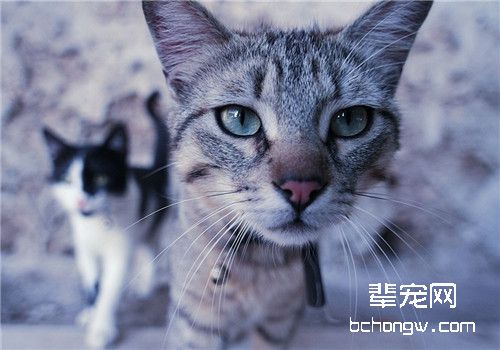 猫咪疥癣、壁虱、跳蚤、虱子的防治方法