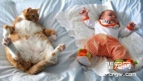 你知道吗？猫咪也会患空调病