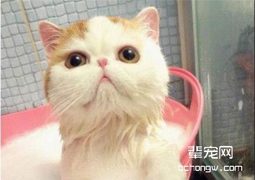 猫瘟的症状及对症措施