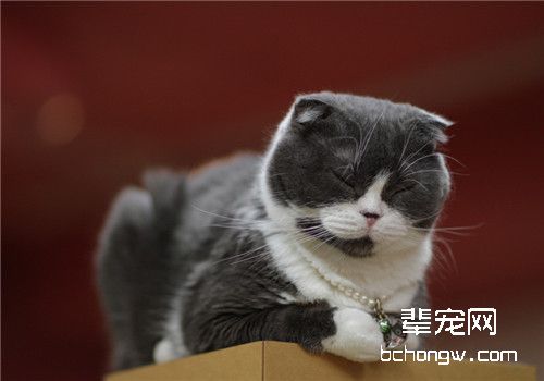 猫咪生病了要怎么办？