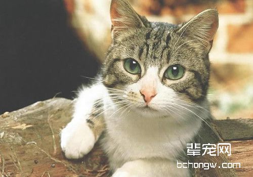 猫咪结膜炎好治疗吗