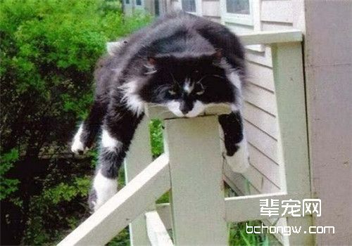猫咪什么时候绝育最好？