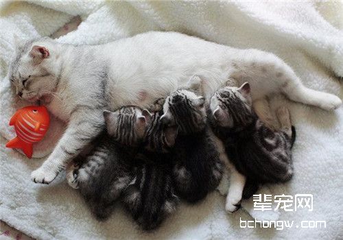 母猫正常分娩及助产要点