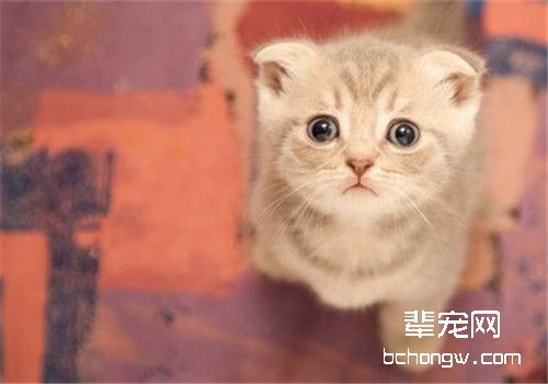 猫吐了是怎么回事儿？该怎么办？