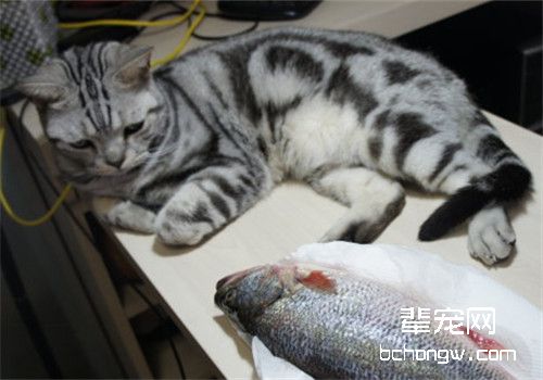 猫生病不吃东西怎么办？