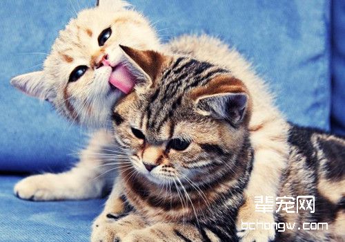 猫粉刺怎么治疗