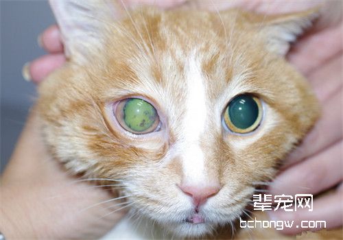 猫咪眼部疾病——青光眼