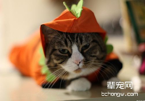 猫咪溴化物中毒怎么办