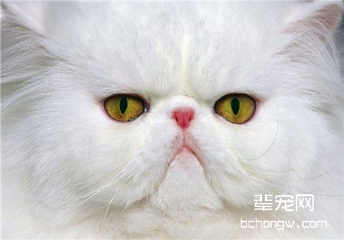 猫咪为什么会感染寄生虫？