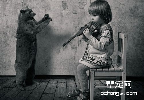 英国短毛猫感染猫癣怎么办