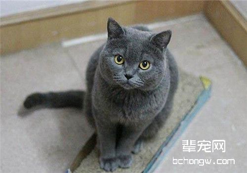 关于猫咪的脱毛与掉毛