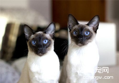 春季解决猫咪掉毛的措施