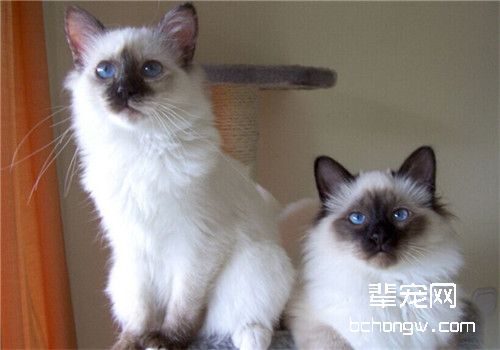 关于猫癣的一些小知识