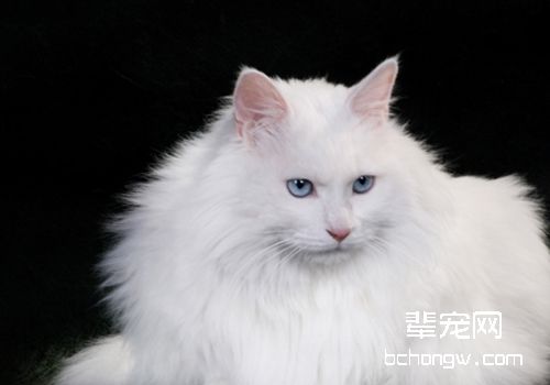 土耳其安哥拉猫的遗传病失聪