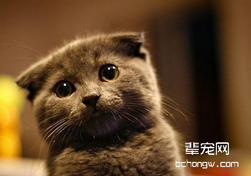 折耳猫很可爱，但也很痛苦
