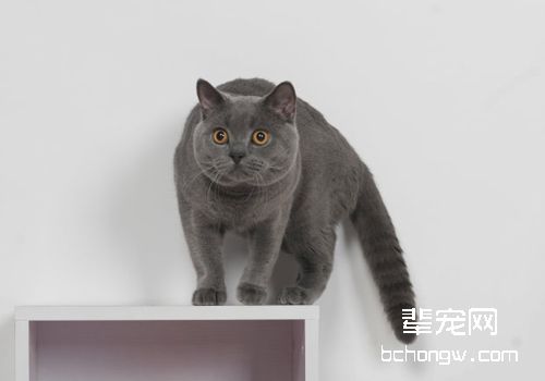 猫咪卵泡囊肿有什么症状