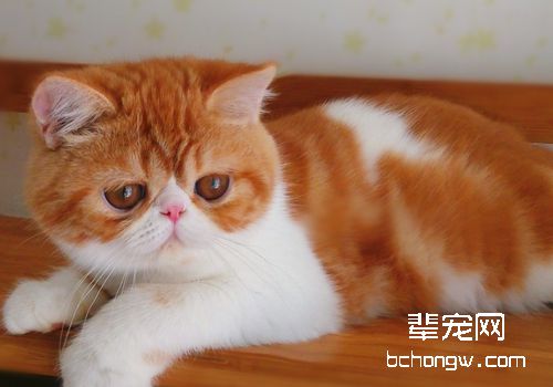 异国短毛猫的常见病有哪些