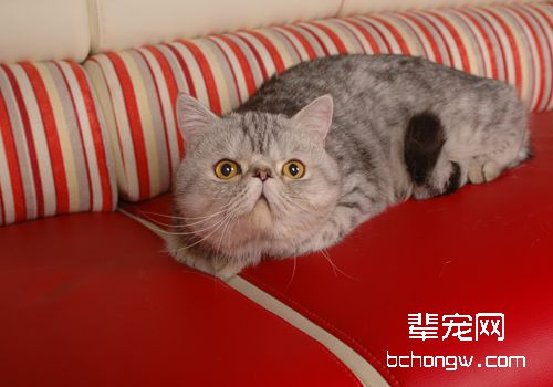 如何预防猫咪过敏