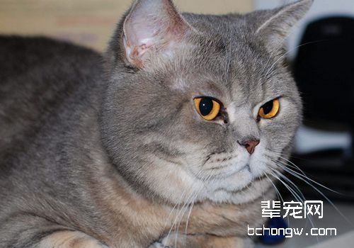 如何预防及治疗耳疥癣