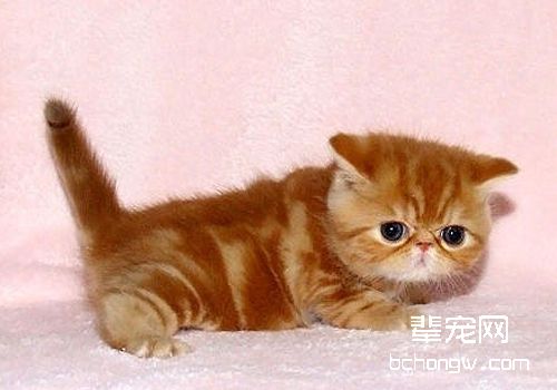 猫咪过敏有哪些症状