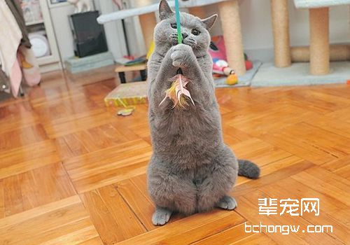 引起猫耳疥癣病的原因是什么